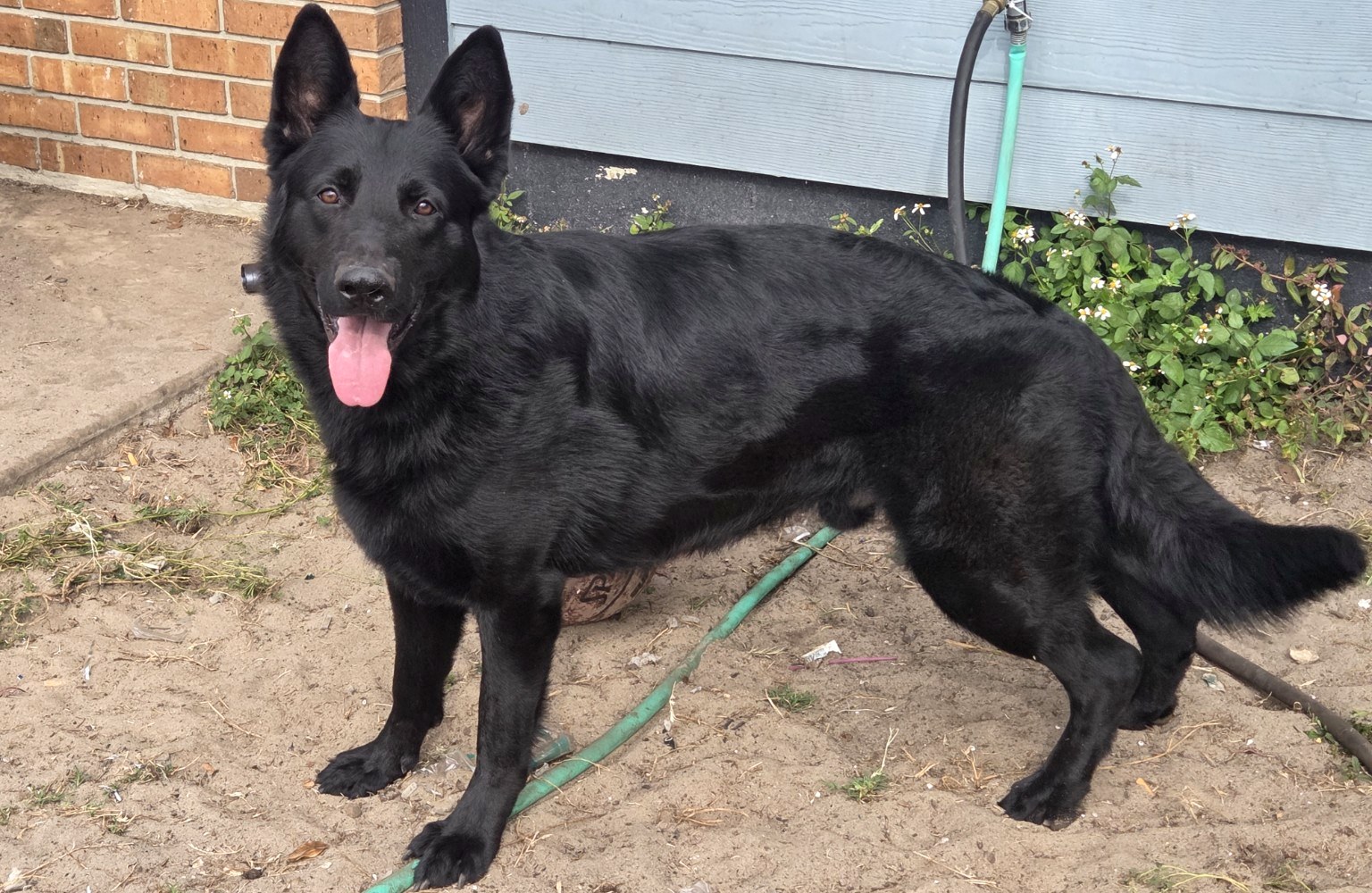 Shadow standing at Ocala German Shepherds